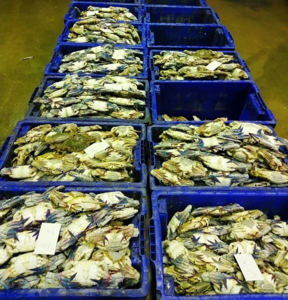 อาหารทะเลสด มหาชัย