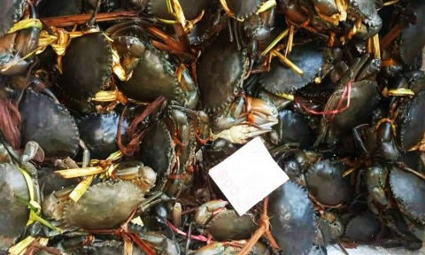 ขายปูสด มหาชัย